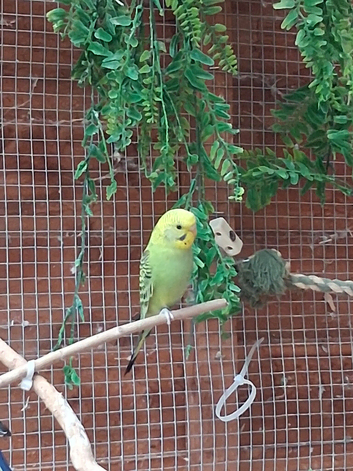 Baby budgies