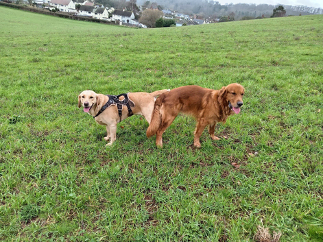Beautiful litter of golden doors,