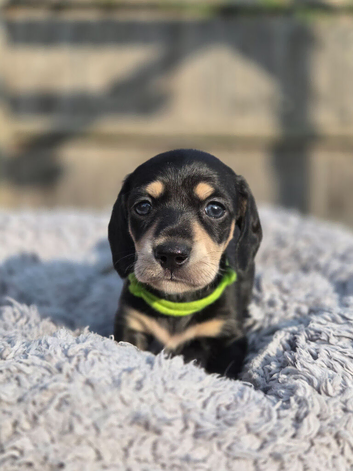 Black and cream mini dachshunds