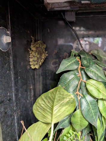 Mossy frogs and enclosure