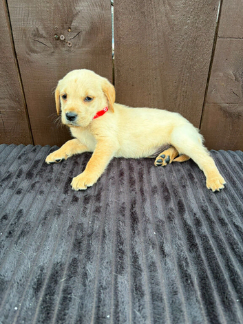 Goldador puppies 10 weeks old