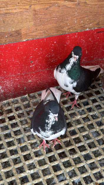 Iranian pigeons for sale