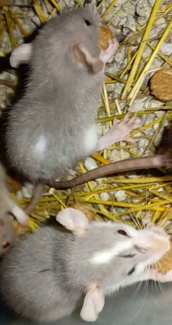 MUST READ!!These are amazing and the most docile rats ever GiaNt ears