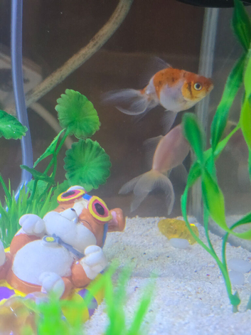 Fancy goldfish