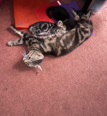 Kittens for sale