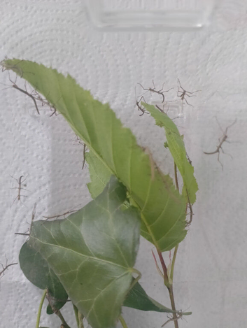 Indian Stick Insects for sale - Fast delivery