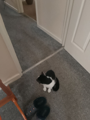 Kitten for sale