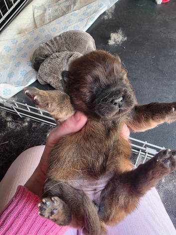 STUNNING CHOW CHOW PUPPIES