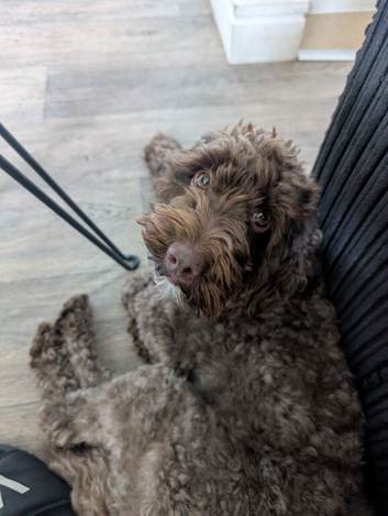 Beautiful teddy 3 years old