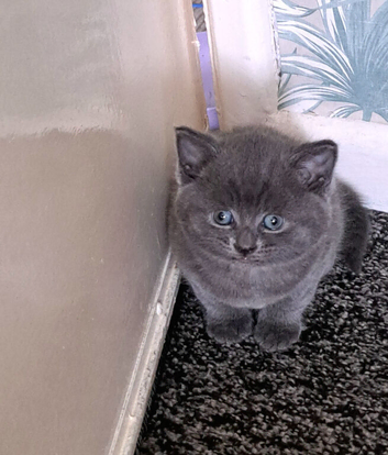 Little boy blue available SSTC