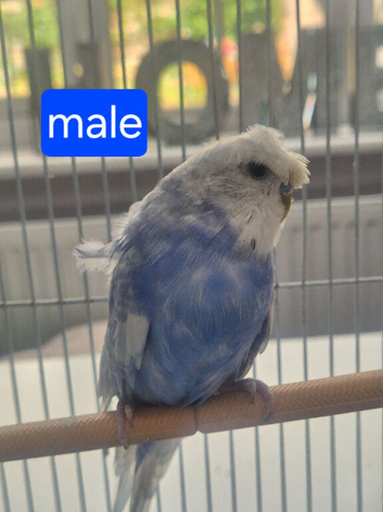 Helicopter male