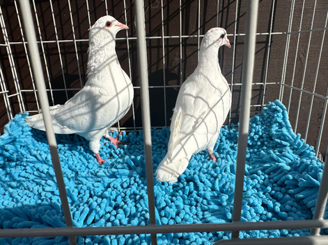Pigeon for sale