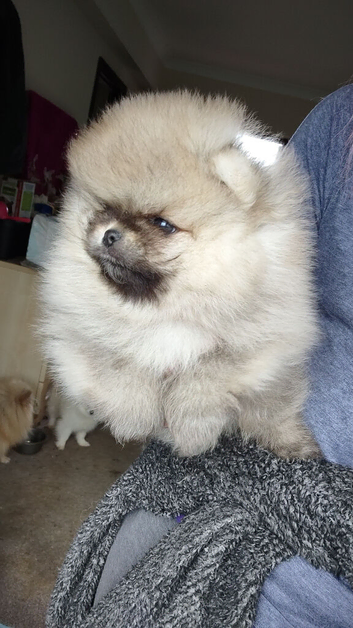 Stunning pomeranian boys ready now