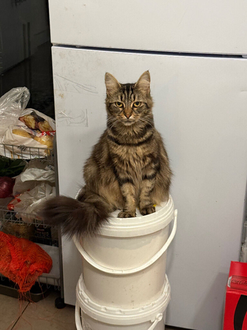 Dark grey brownish tabby kitten