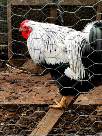 Bantam Blue Pencilled Wynadotte Pullet Cockerel