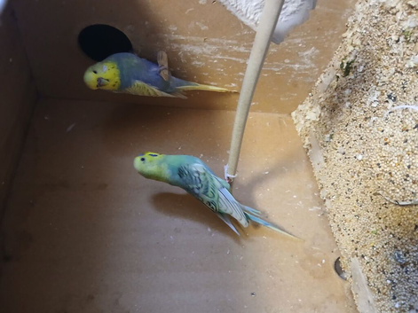 2 breeding pair beautiful budgies