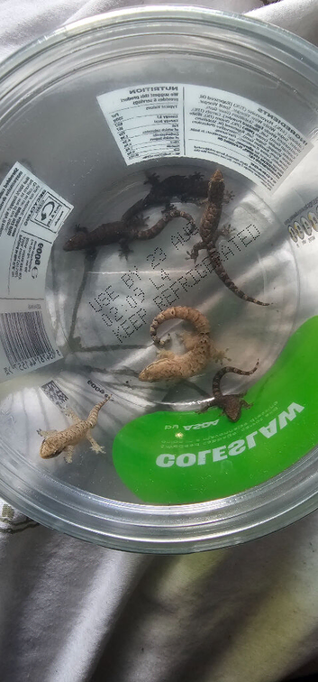 Mourning Geckos