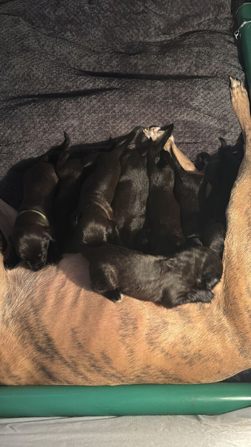 Lurcher pups 2 dogs 2 bitches left
