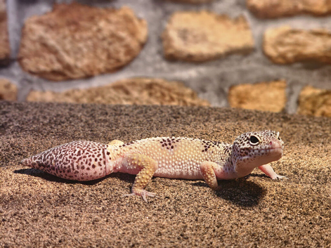 Female leopard gecko