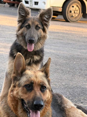 Kc registered 9 month girl German shepherd long haired