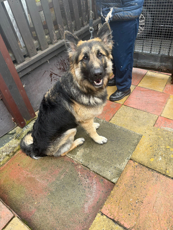 German Shepard male