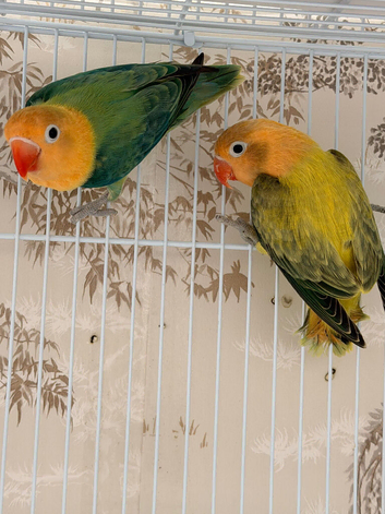 Males, females and pairs of Lovebirds