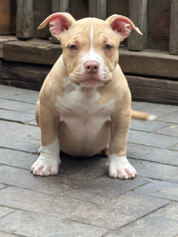 American pocket bully&rsquo;s AB KC registered