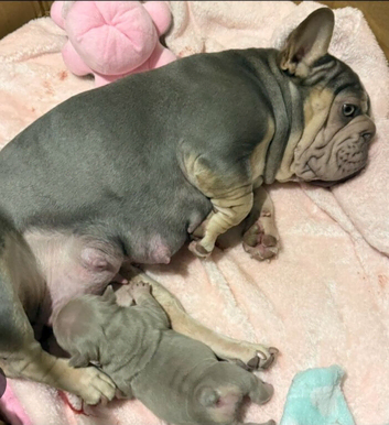French bulldog
