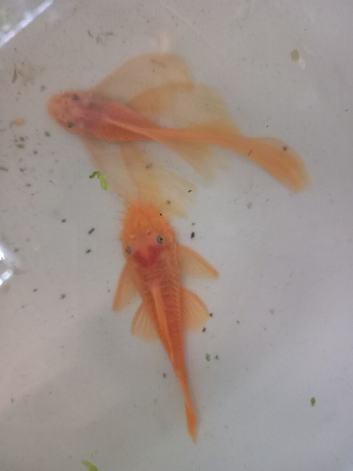 L144 Pair, and L528 Rio Paraguay Bristlenose Pleco and Snails.
