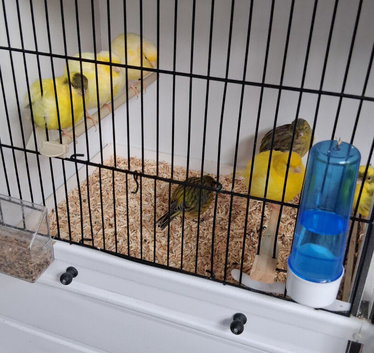 Fife canaries