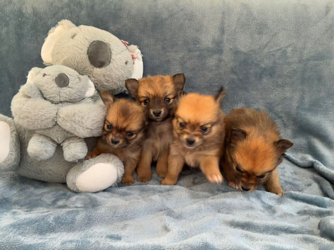 Pomeranian puppies