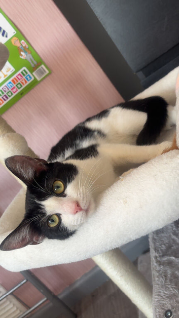 Cat to rehome