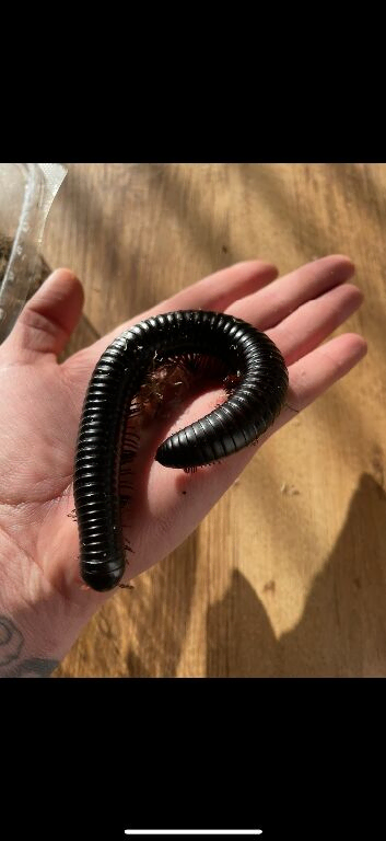 MILLIPEDES, scorpions and centipedes ready NOW!