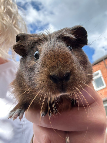 Female baby Guinea pig