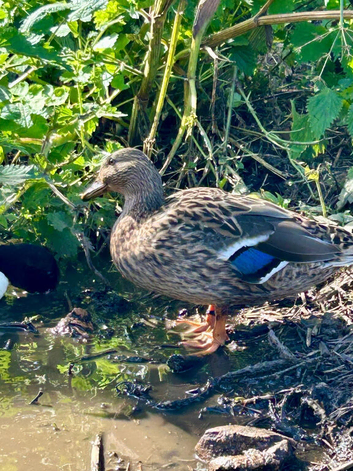 call ducks males &pound;15and females &pound;25