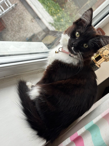 Bio colour tuxedo