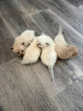 Cute kittens