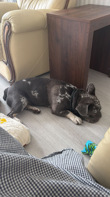 French bulldog male
