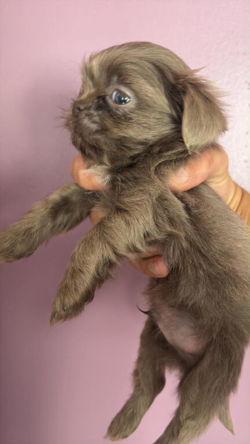 imperial shih tzu