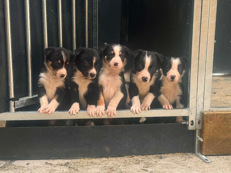 Border Collie Puppies for sale