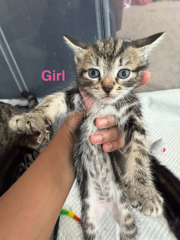 Tabby Kitten