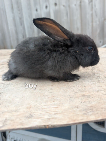 Continental giant rabbits