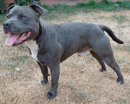 KC registered blue staffy available for stud