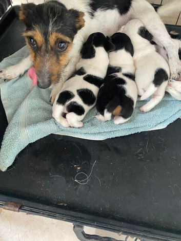 Beautiful jack russells