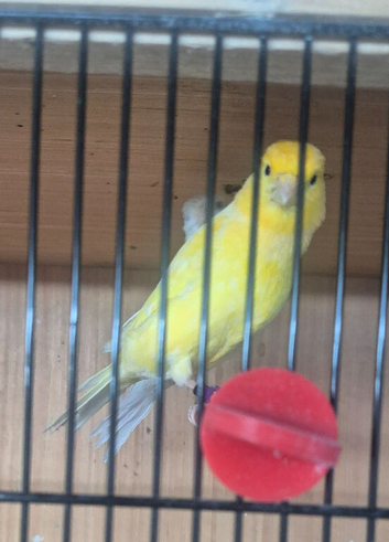 Fife canary's various colurs