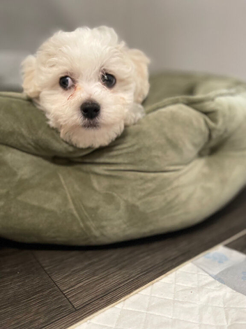 Bichon frise