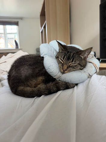 6 year old tabby cat