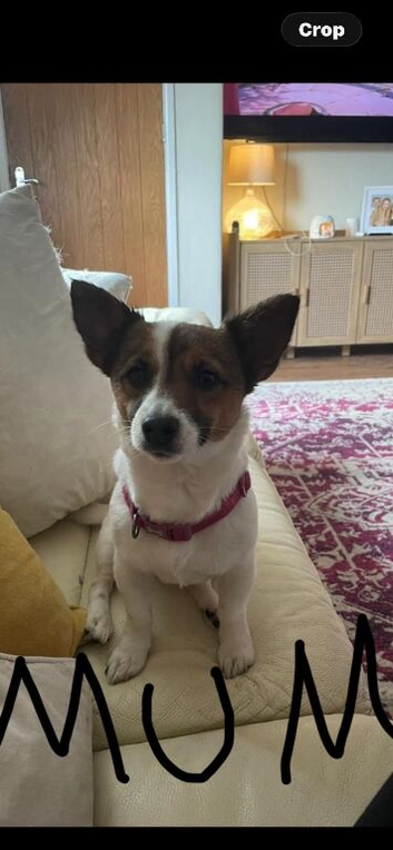 Jack Russell puppies