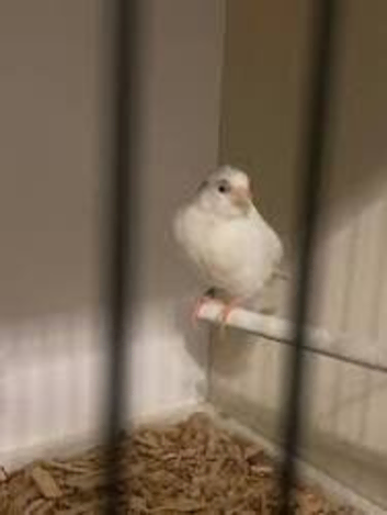 White canary hen 6mts old