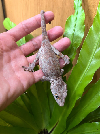 CB26 male Gargoyle gecko